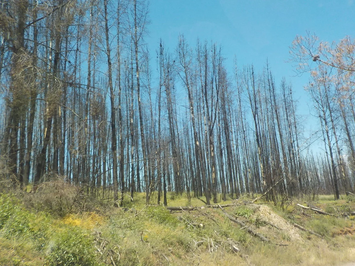 DSCN1063.webp