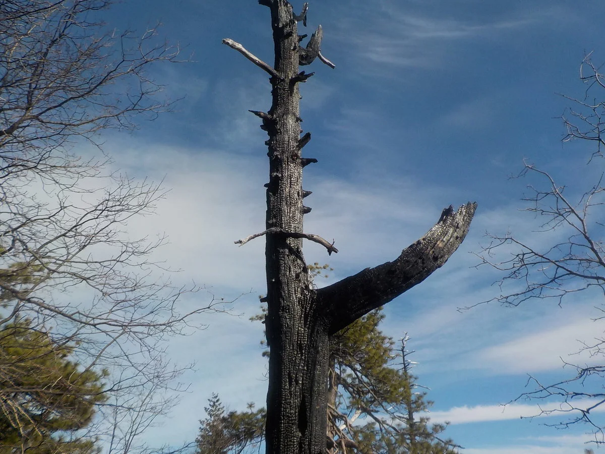 DSCN1133.webp