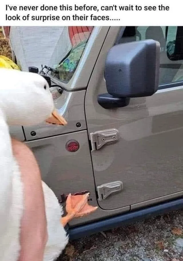 Duck.webp