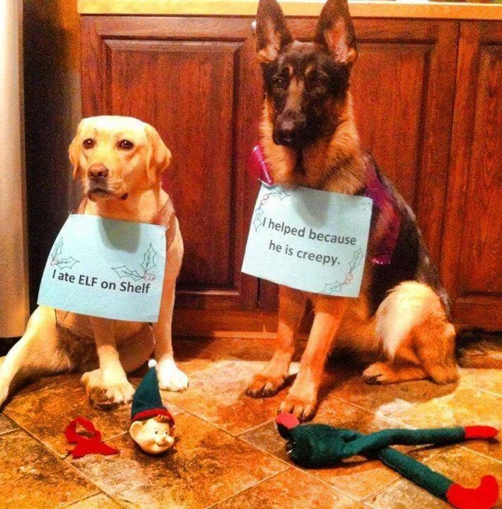elf-shelf.webp