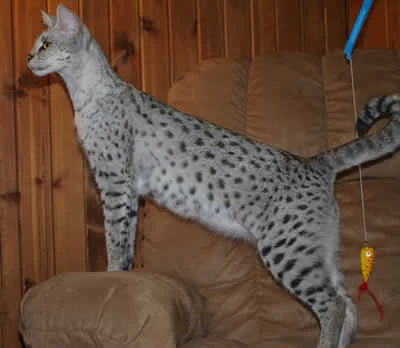 f1-savannah-cat-ocb.webp