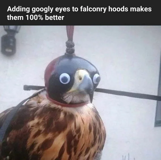 Falconry Eyes.webp