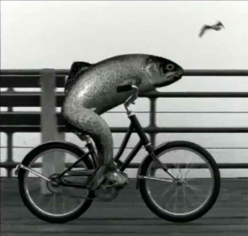 fish on a bike.webp
