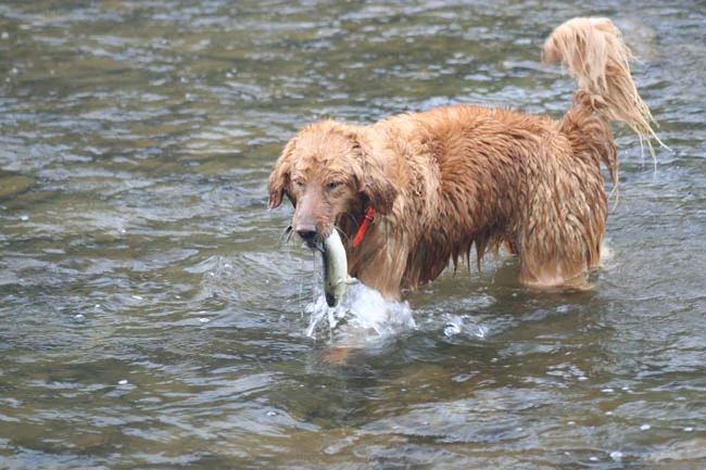 fishdogd2.jpg