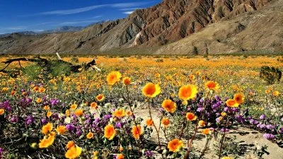 flowers.webp