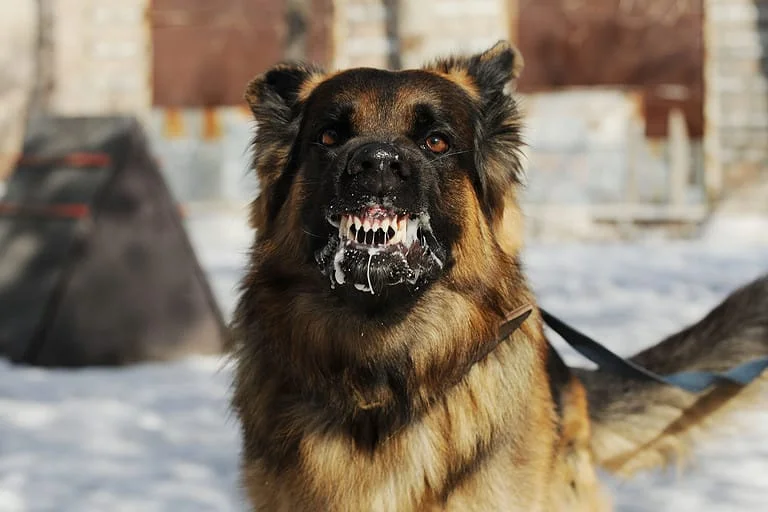 foamy dog.webp