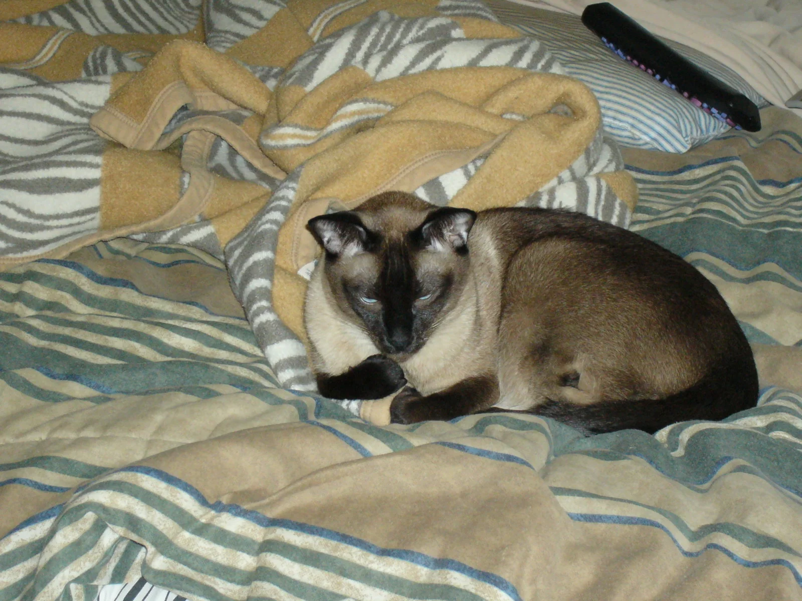 frankie.webp