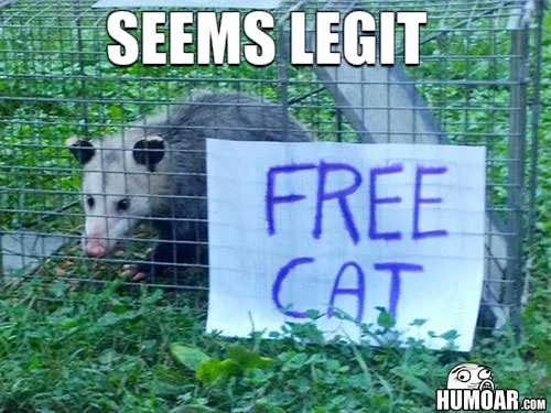 free-cat-seems-legit.webp