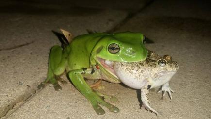 -frog-in-its-mouth-136404546908310401-160311122403.jpg
