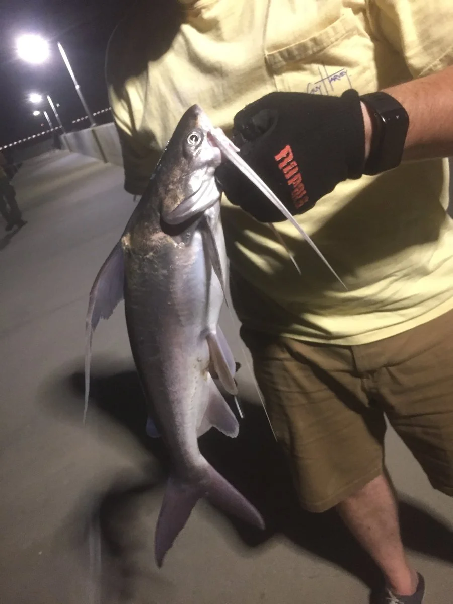 Gafftop Catfish.webp