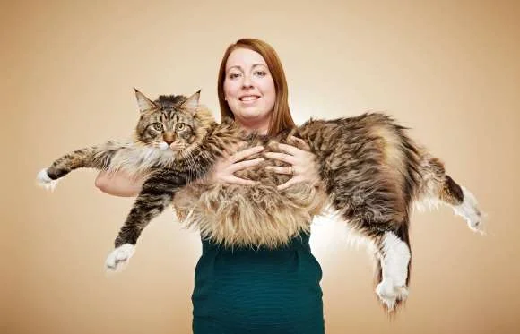 Giant cat (2017_11_20 00_38_12 UTC).jpg