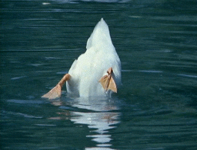 giphy (1).gif