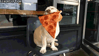 giphy-1.gif