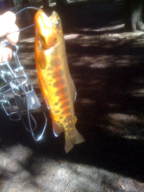 golden-trout.webp