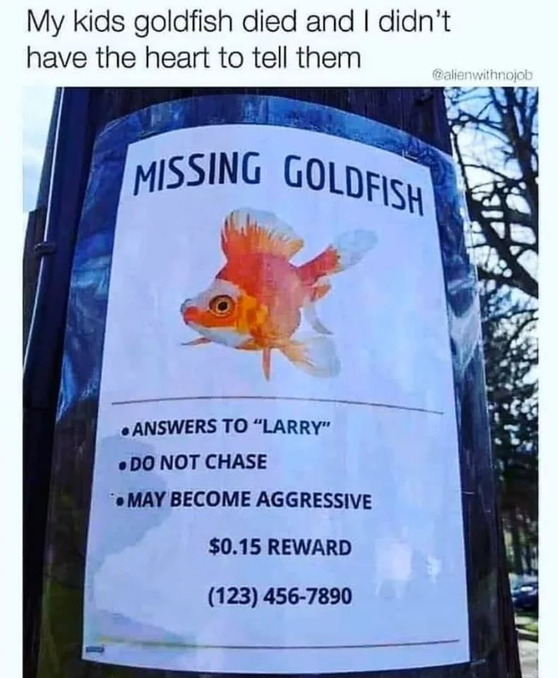 goldfish.webp