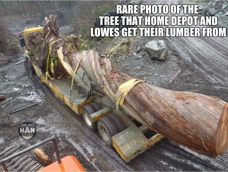 HD Tree SS.webp