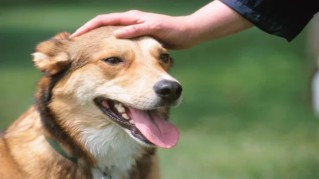 headpat.webp