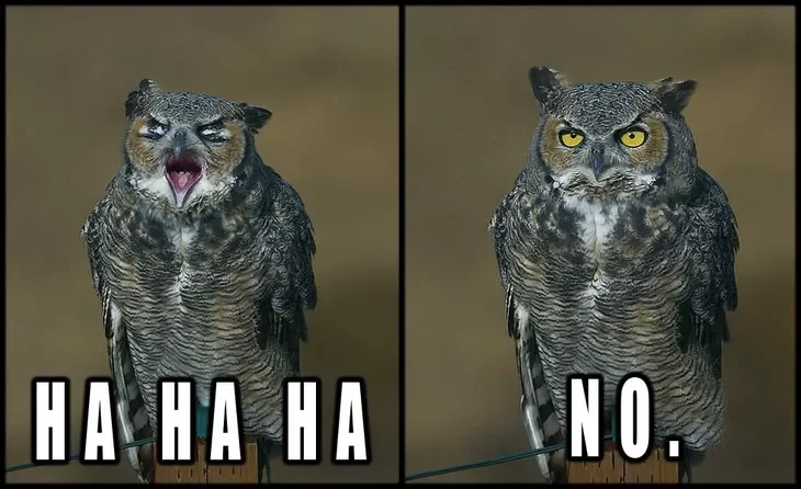 HHHHAAAA NO.webp