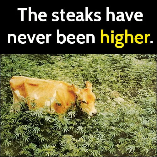 high steaks.webp