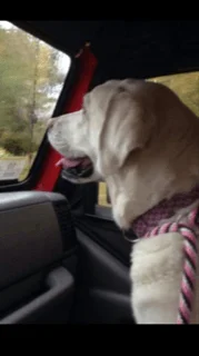 Holly Jeep.webp
