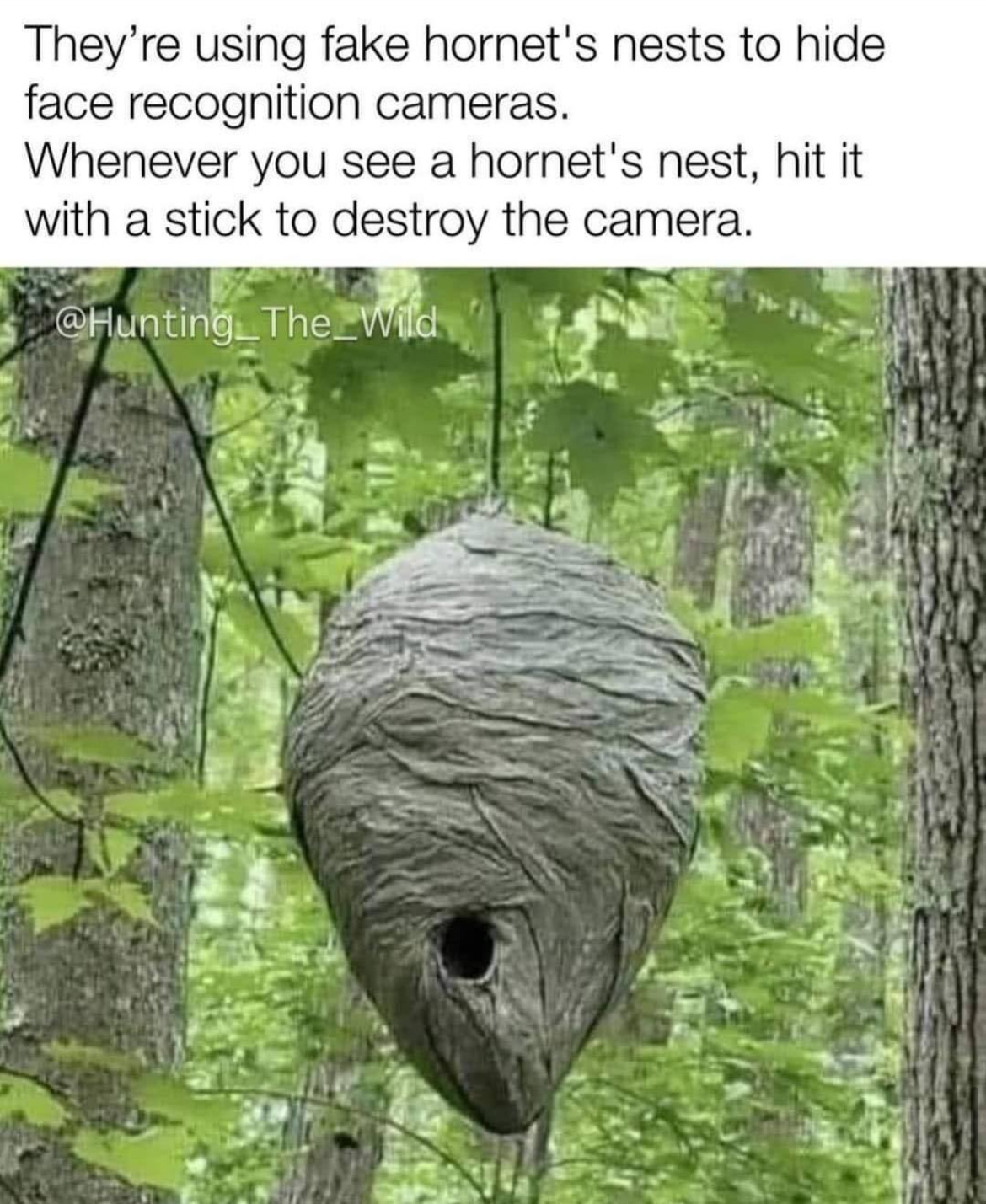Hornets Nest.jpg