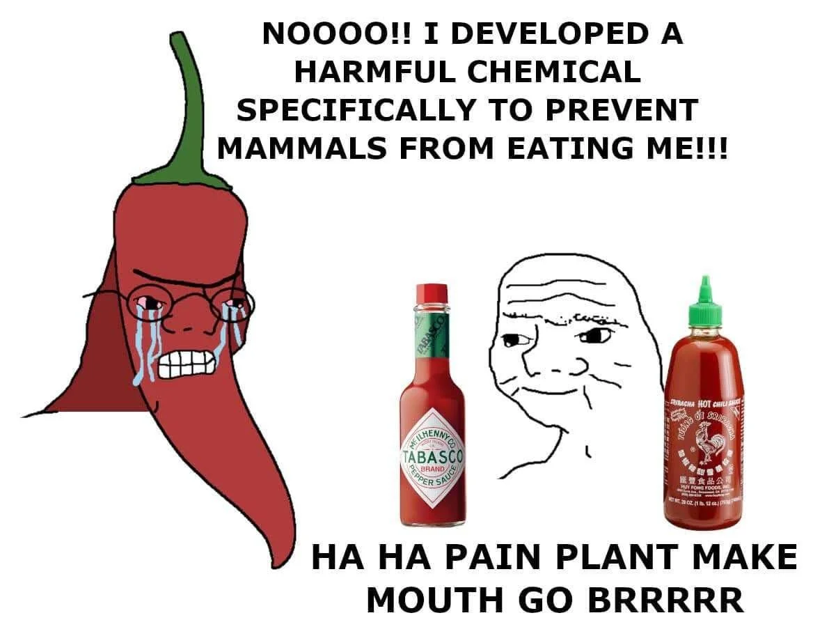 Hot Sauce.webp