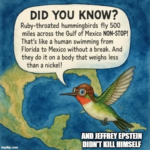 humming bird.webp