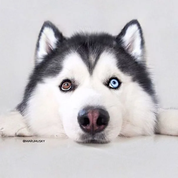 husky-look-like-panda-maru-36-58fdc07cdbd0d__605.webp