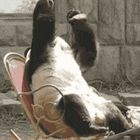 IMG_1270.gif