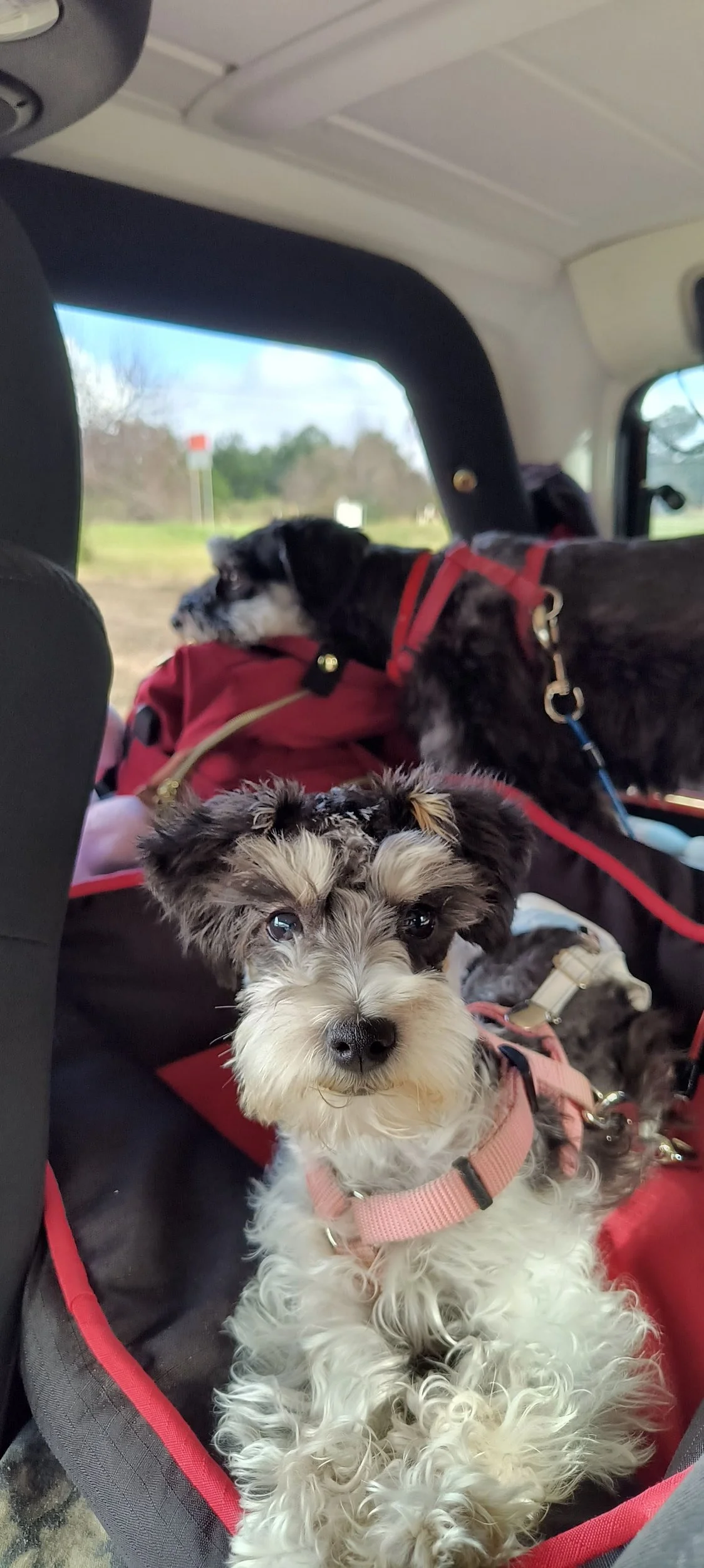 IMG_20241217_104431868_HDR.webp
