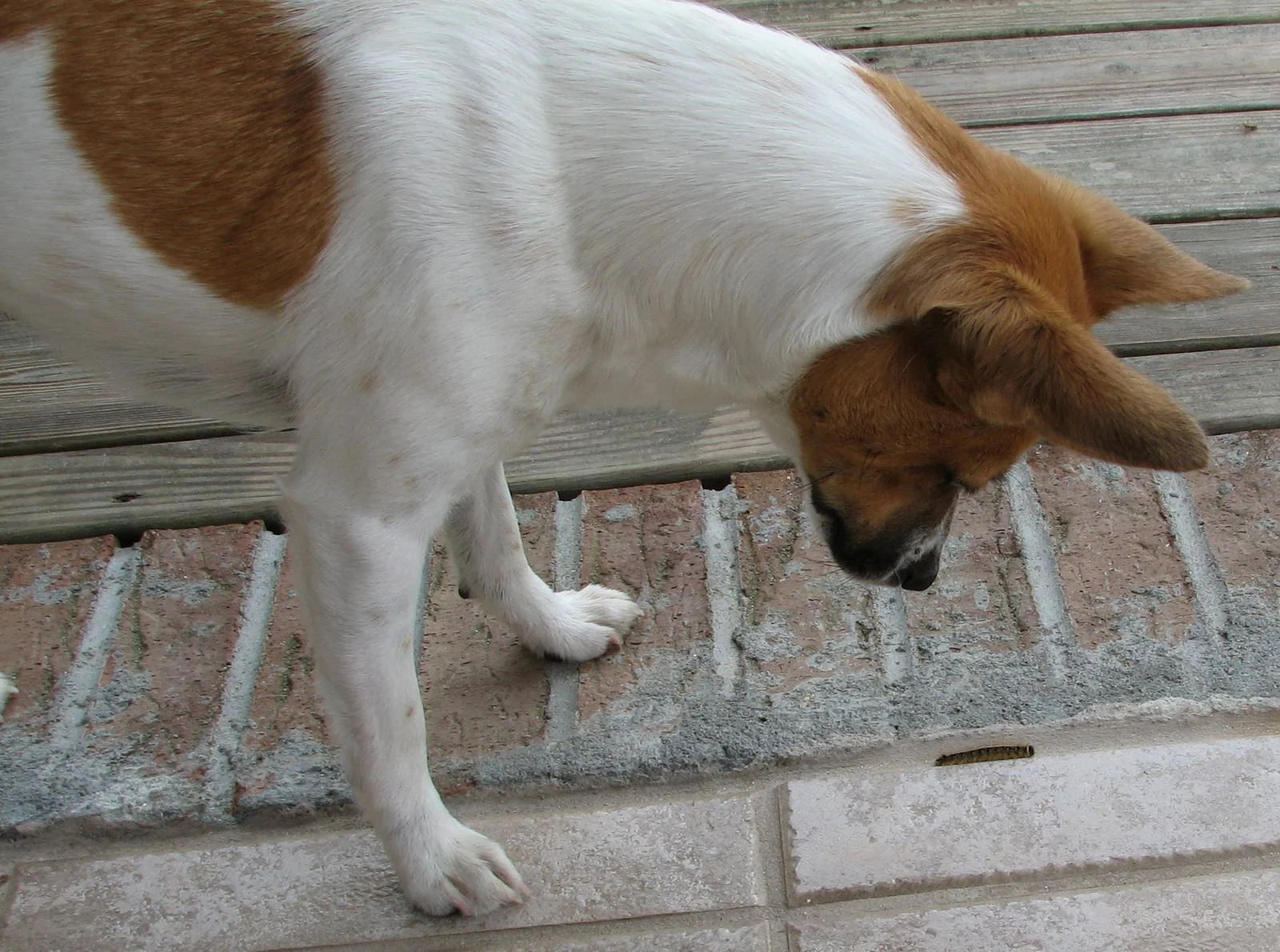 IMG_5200-X3.jpg