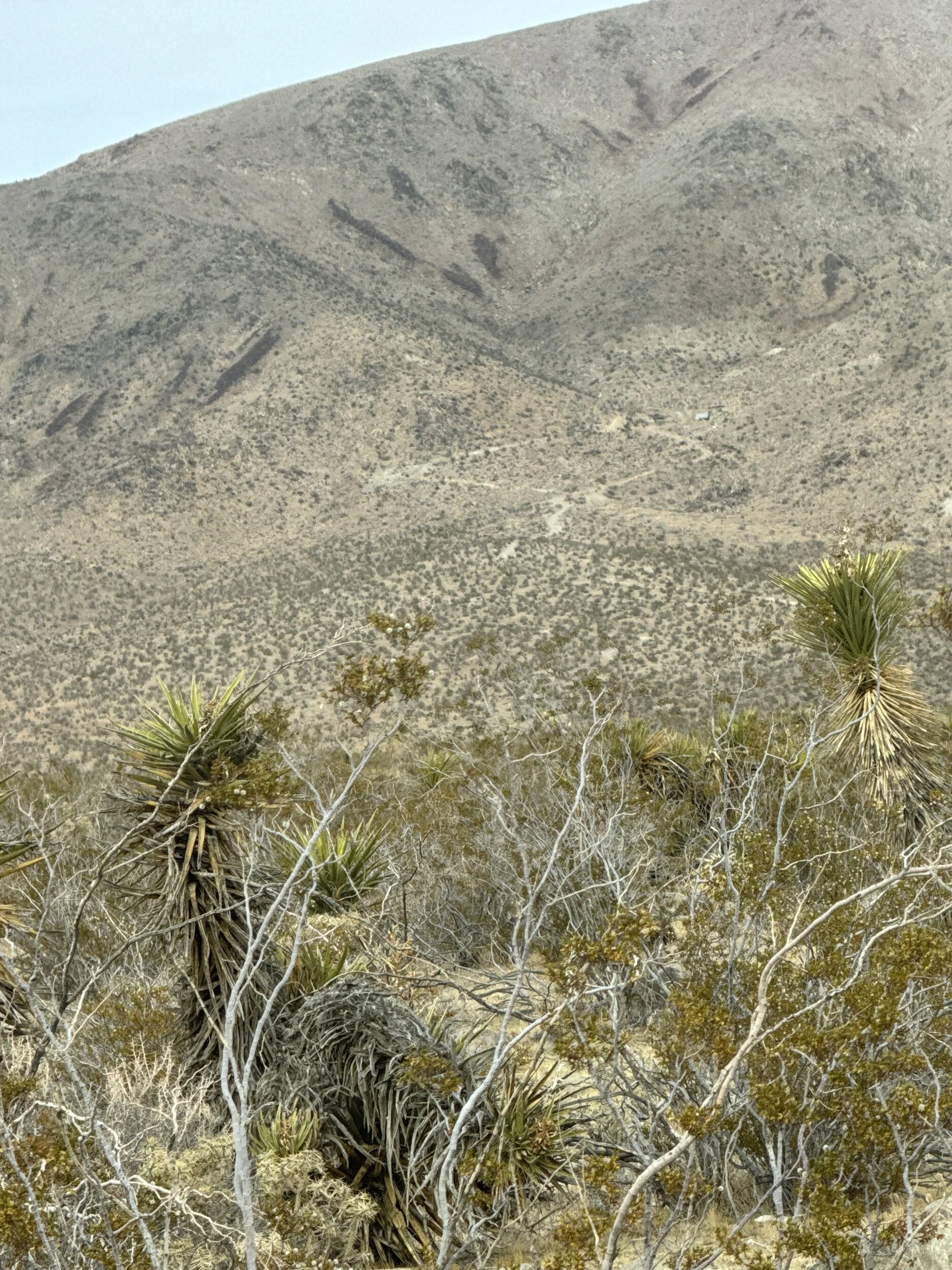IMG_7208.webp