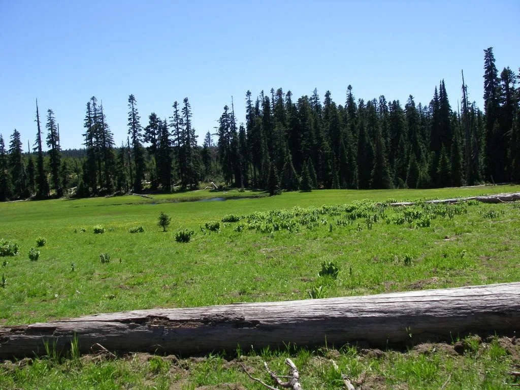 IMGP2533.webp