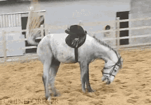 insane-horse.gif