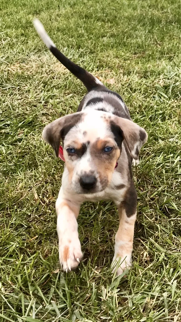 Izzy girl.webp