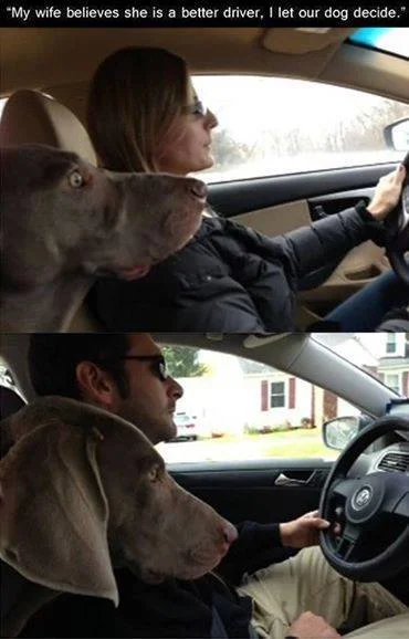 J - Dog Drivers.webp