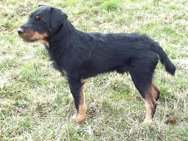 Jagdterrier.webp
