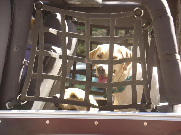 jeep dog.webp