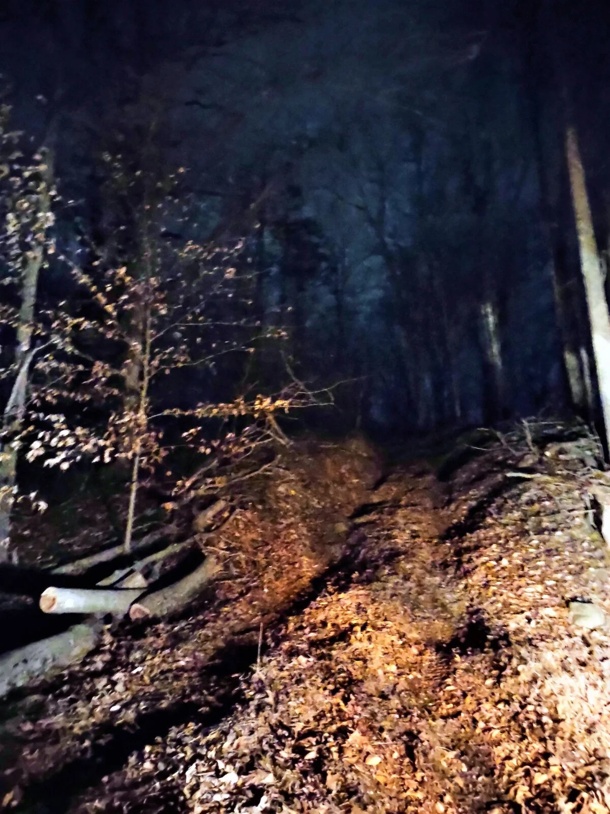 jeep trail.jpg