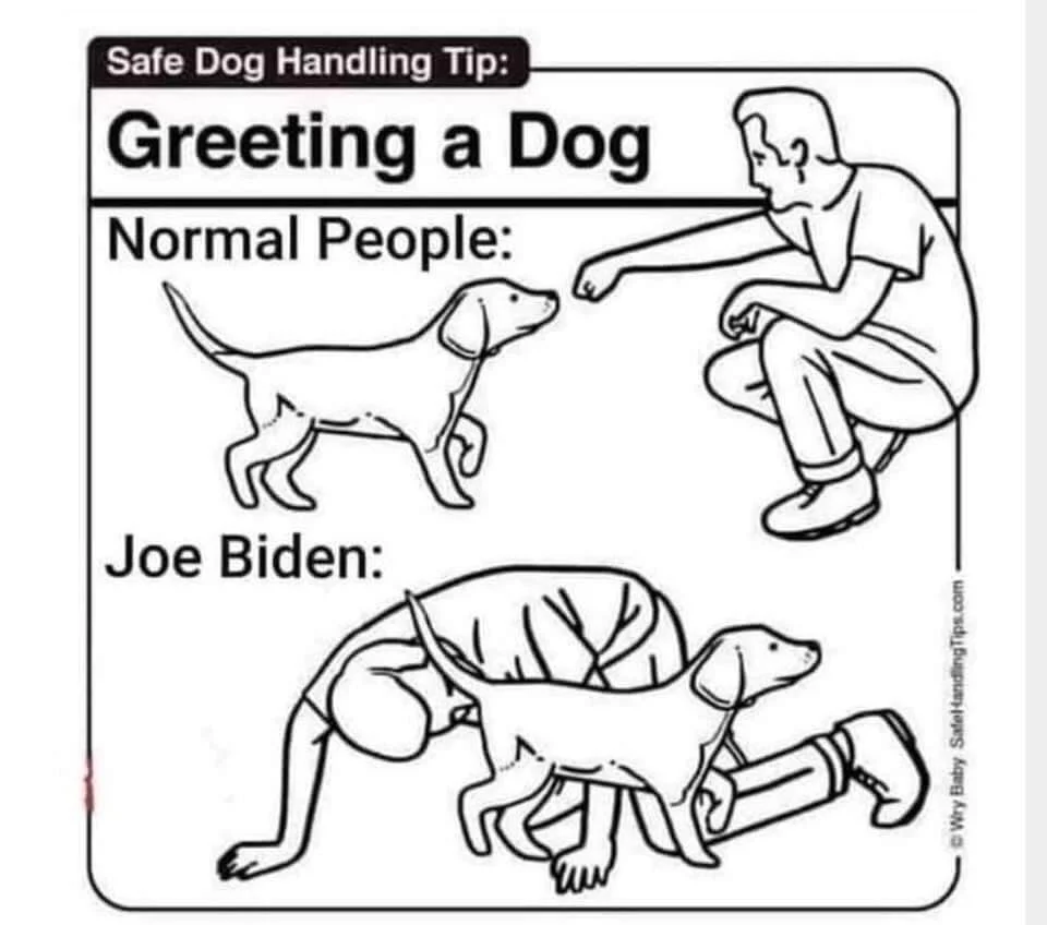 joe dog.webp