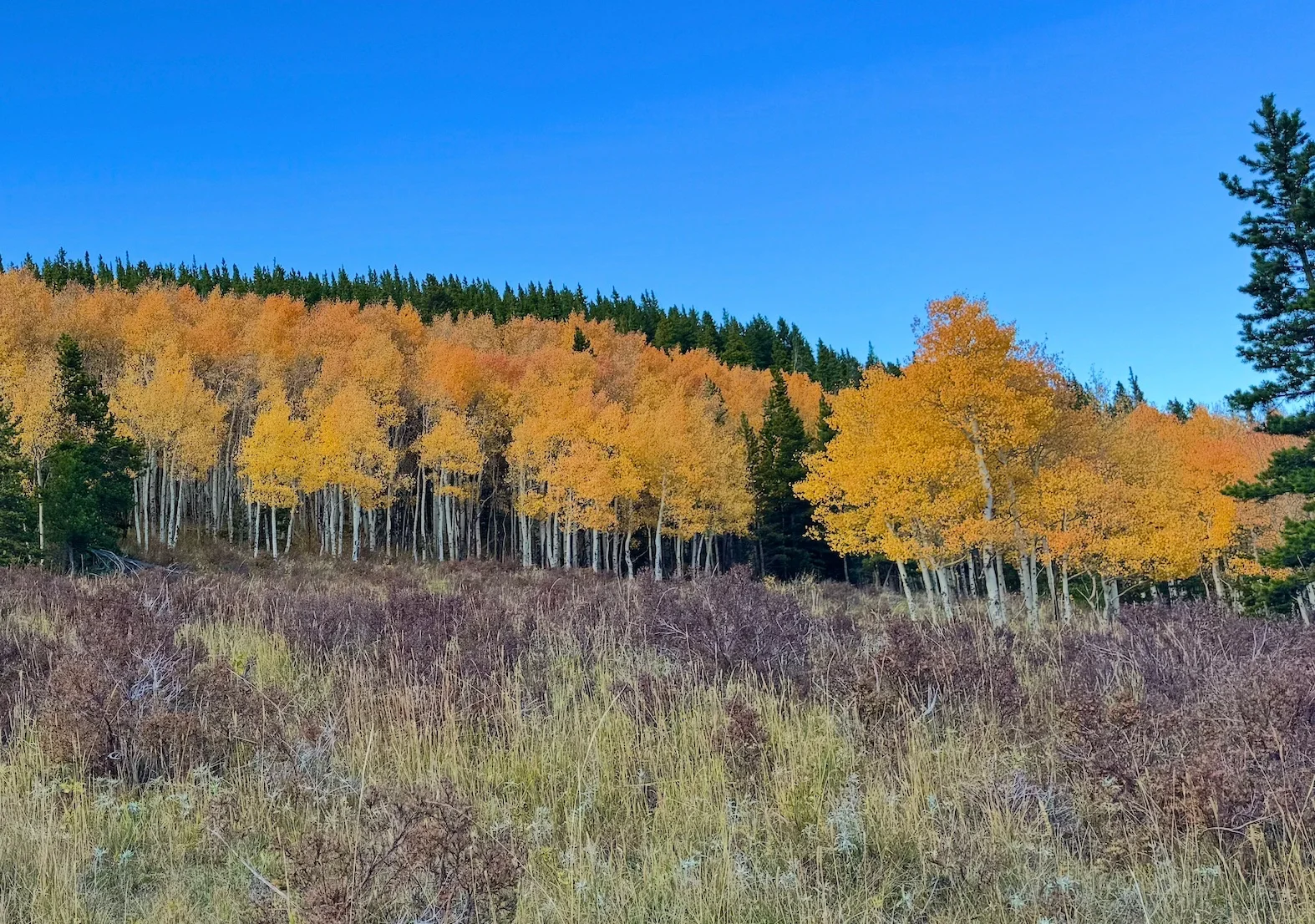 leaves.webp