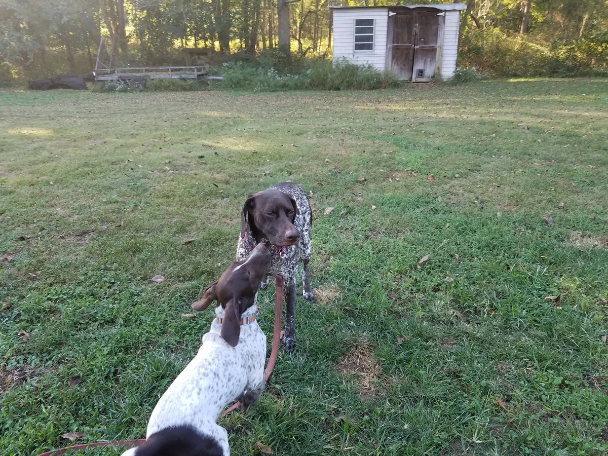 Lilly and Boo.webp