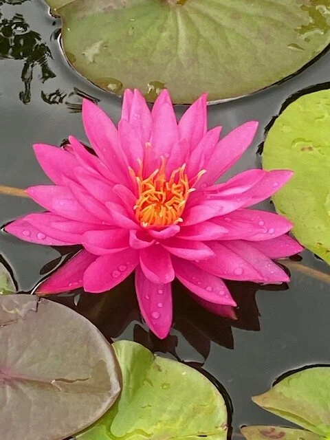 lilly1.webp