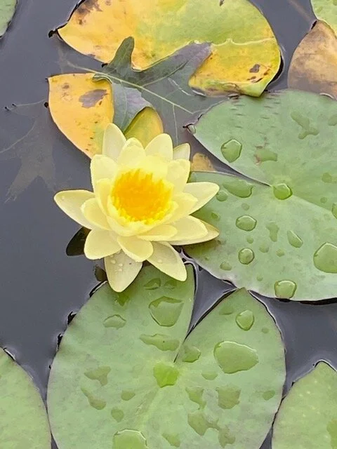 lilly2.webp