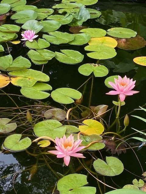 lilly3.webp