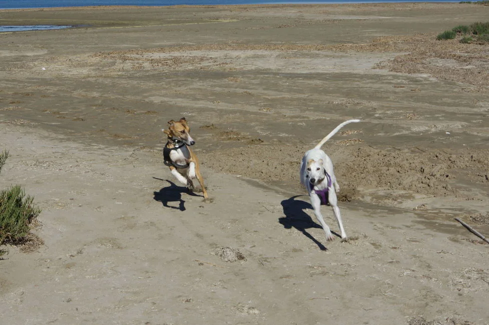 lurchers on the beach.webp