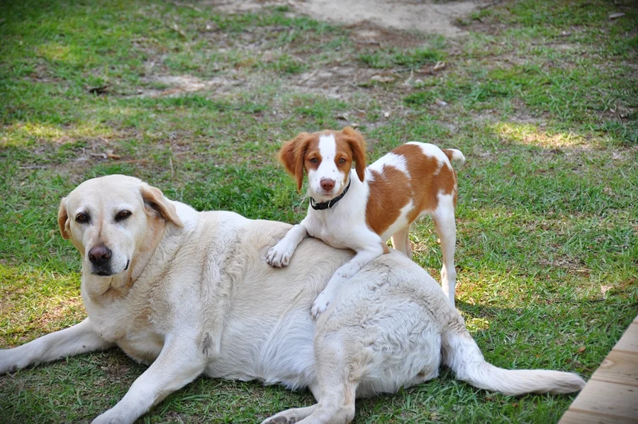 Maggie and Cricket April 30, 2018-2 resize.webp