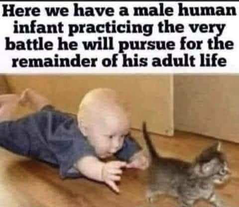 male-human-infant-chasing-cat-pursuit-adult-life.jpg