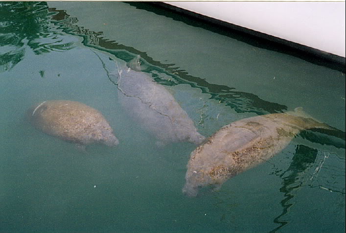 manatees.jpg