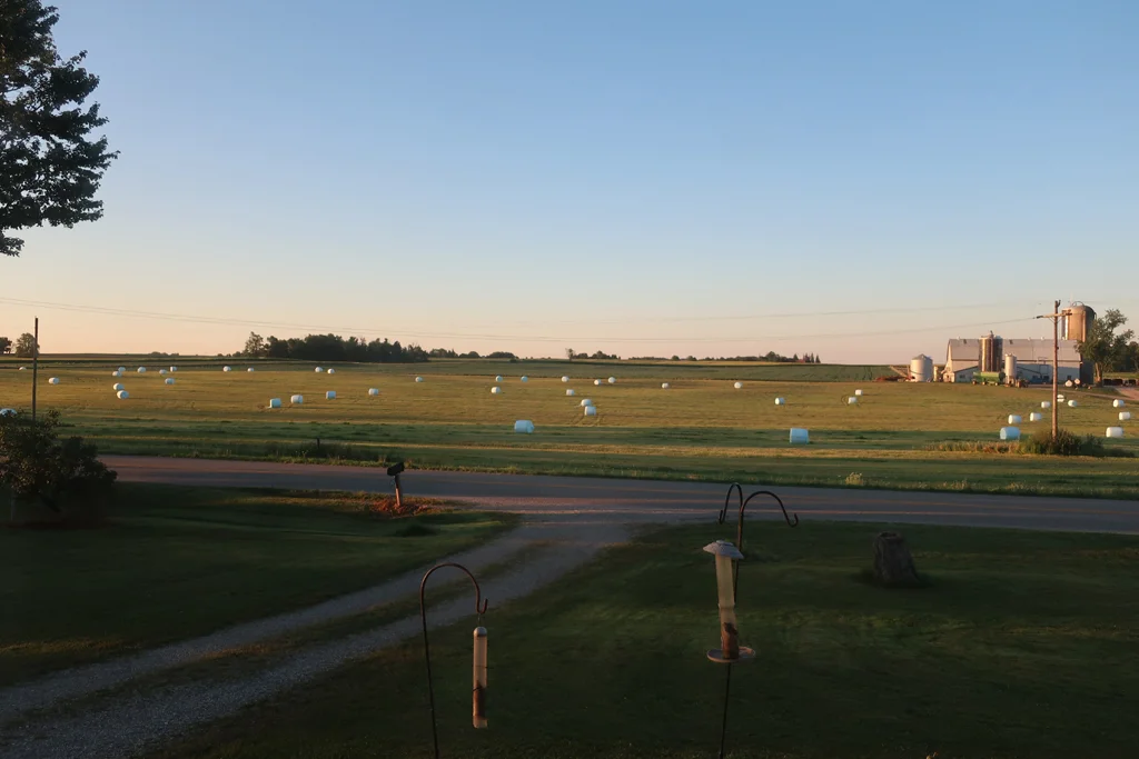 Marshmallow harvest 001.webp